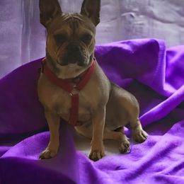 Lilly - French Bulldog