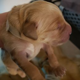 Ms. White - Golden female Golden Retriever puppy in Edgewood, New Mexico from Sunny Desert Goldens