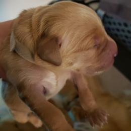 Ms. White - Golden female Golden Retriever puppy in Edgewood, New Mexico from Sunny Desert Goldens