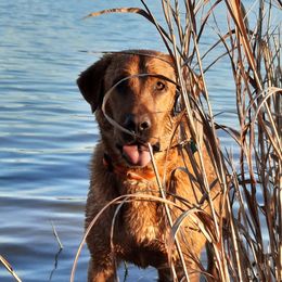 Barley - Labrador Retriever