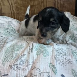 Girl 2- Winnie - Black and tan female Dachshund puppy in Wolf Lake, Indiana from Canisteo Dachshunds