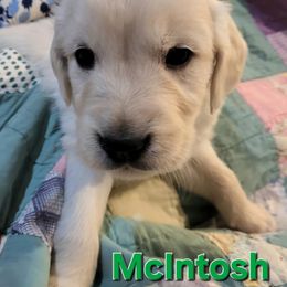 Golden Retriever Puppies from LOMAH Retrievers