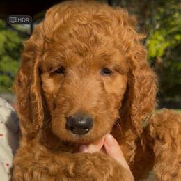 Yellow Collar - Red  female Goldendoodle puppy in Winchester, Tennessee from Mahaffey’s Doodles