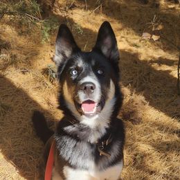 Siberian Husky Puppies from North Valley Huskies
