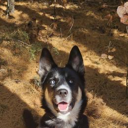 Siberian Husky Puppies from North Valley Huskies