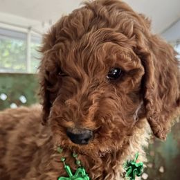 Poodles from Red Heads