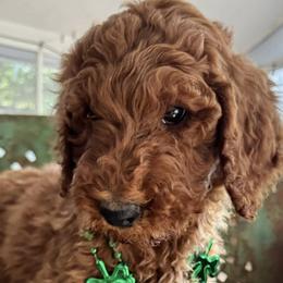 Poodles from Red Heads