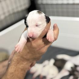 Boy 2 - White and black male Whippet puppy in Winter Garden, Florida from Infinity Whippets