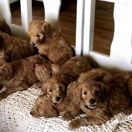 Goldendoodle Puppies from Mountainside Goldendoodle