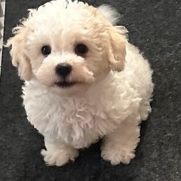 Bolognese puppies from Sweet Angels Bolognese