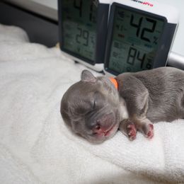 French Bulldog Puppies from Floofie Frenchies
