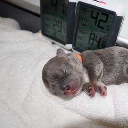 French Bulldog Puppies from Floofie Frenchies