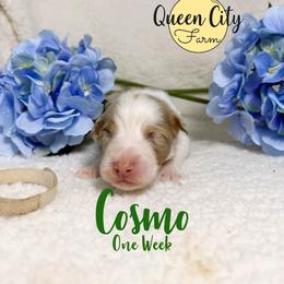 Cosmo - Red merle male Australian Shepherd puppy in Falmouth, Kentucky from Queen City Farm
