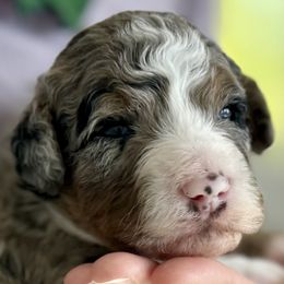 Echo - Merle male Bernedoodle puppy in Concord, California from Golden State Good Dogs