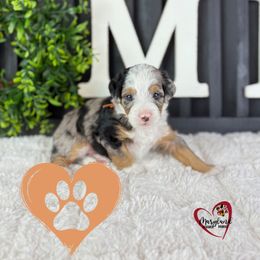 Goldendoodle Puppies from Maryland Designer Doodles