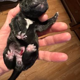 TBD - Black female Pug puppy in Boynton Beach, Florida from Camp Pug