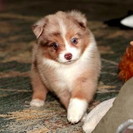 Havoc - Red merle male Toy Australian Shepherd puppy in Georgetown, Texas from Minikin Manor