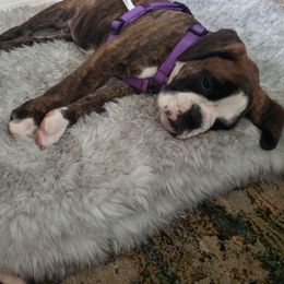 Boxer Puppies from SmashBox Kennel