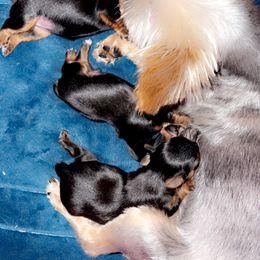 Yorkshire Terrier Puppies from Joy Riley's Yorkies