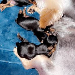 Yorkshire Terrier Puppies from Joy Riley's Yorkies