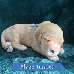 Blaze - Cream male Goldendoodle puppy in Port Charlotte, Florida from Lover Dover Doodles