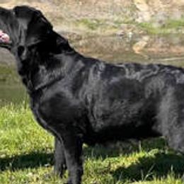 French Bulldogs and Labrador Retrievers from Summer Rose