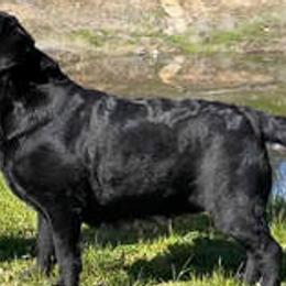 French Bulldogs and Labrador Retrievers from Summer Rose