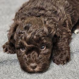 Hercules - Liver male Miniature Schnauzer puppy in Trinity, Alabama from C&E'S Schnauzers
