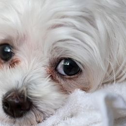 Ellie - Maltese