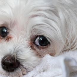 Ellie - Maltese