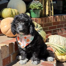 Grace - Black female Goldendoodle puppy in Portland, Tennessee from Happy_Tails_by_TJ
