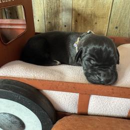 Lavender collar Girl - Black and white female Great Dane puppy in Wimberley, Texas from Heart of Texas Great Danes