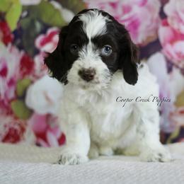 Belle - Brown and white female Cockapoo puppy in Lowry City, Missouri from Cooper Creek Puppies