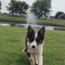 Border Collie Puppies from Bond Border Collies