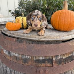 Dachshund Puppies from Thomas Homestead and Rabbitry