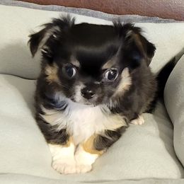 Chihuahua Puppies from Bono's  Chihuahuas LLC