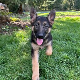 Blue Cinderella - Black and tan female German Shepherd puppy in Bonney Lake, Washington from German Shepherds Von Washington