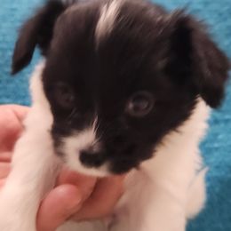 Papillon Puppies from Leslie's Papillons