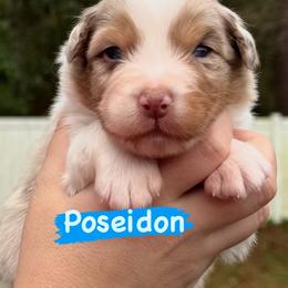 Poseidon - Red merle male Australian Shepherd puppy in Jacksonville, Florida from Solace Australian Shepherds