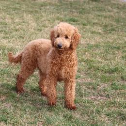 Millie - Red  Goldendoodle puppy in Etna Green, Indiana from PawPrint Companions