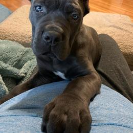 Cane Corso Puppies from Samantha Jackson