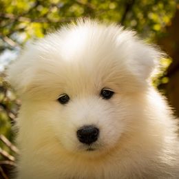 Samoyed Puppies from Carriage Court Kennels