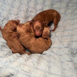 River - Red  male Poodle puppy in Knightdale, North Carolina from House of Paws Heritage Nursery