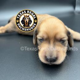 Pancake 3500 - Cream female Dachshund puppy in Houston, Texas from Texas Regal Dachshunds LLC