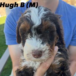 Bernedoodle Puppies from Coconutbernedoodles