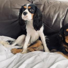 Cavalier King Charles Spaniel puppies from Blooming Cavaliers