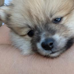 Pomeranian Puppies from TAMARA PLANIDA