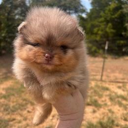 Girl 1 - Chocolate merle female Pomeranian puppy in Newalla, Oklahoma from Classy Poms