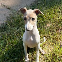 Heather - White and fawn female Italian Greyhound puppy in Morganton, North Carolina from Celtic Sighthounds