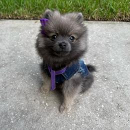 Purple - Wolf sable female Pomeranian puppy in Apollo Beach, Florida from Sherlock’s Poms